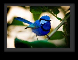 bluewren