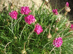 Foxglove Journal image